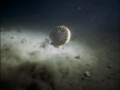2a84-iquxruh7118347.gif