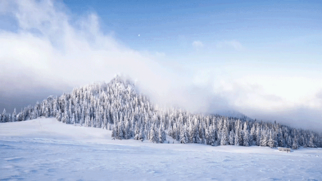 c15f-ireifzi3562198.gif