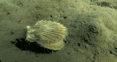 0d01-iryninx1306699.gif